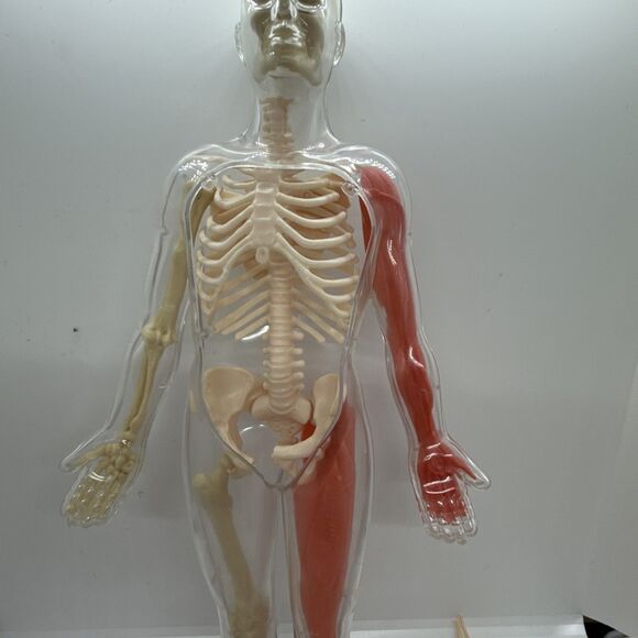 Vintage The Human Body Book And See-Through Model- Human Skeleton Kit - Picture 3 of 11